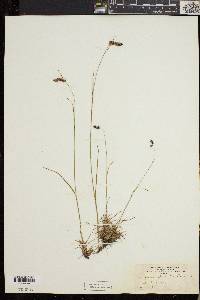 Luzula spicata image