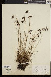 Luzula spicata image