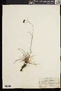Luzula spicata image
