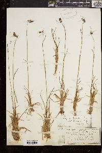 Luzula spicata image
