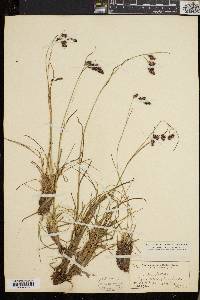 Luzula spicata image