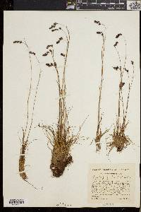 Luzula spicata image