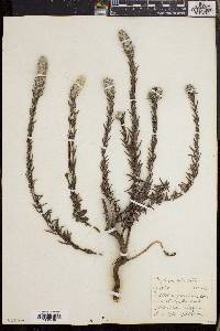 Phylica spicata image