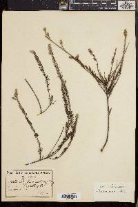 Phylica villosa image