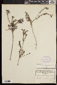 Phylica virgata image