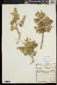 Melianthus comosus image