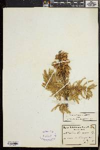 Melianthus minor image