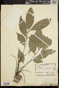 Pancovia turbinata image