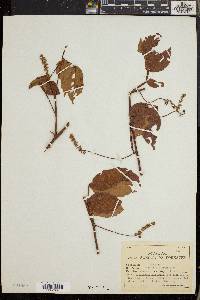 Paullinia pinnata image