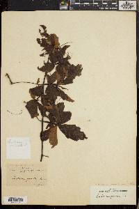 Paullinia pinnata image