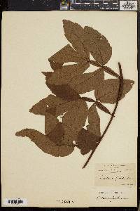 Paullinia pinnata image