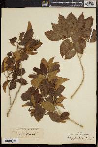 Allophyllum integrifolium image