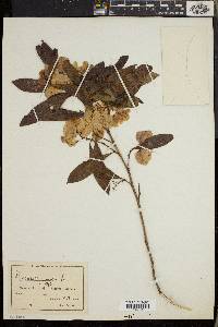Dodonaea viscosa image