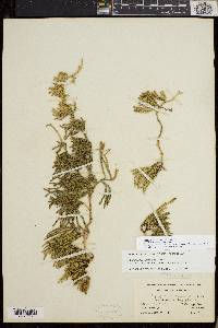 Diphasiastrum sitchense image