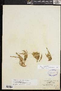Diphasiastrum sitchense image