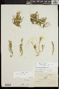 Diphasiastrum sitchense image