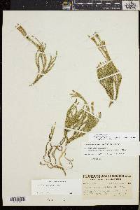 Diphasiastrum sitchense image