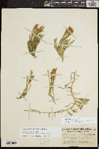 Diphasiastrum sitchense image