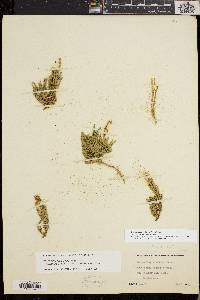 Diphasiastrum sitchense image