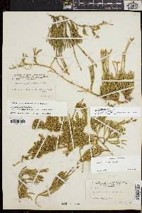 Diphasiastrum sitchense image