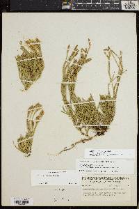 Diphasiastrum sitchense image