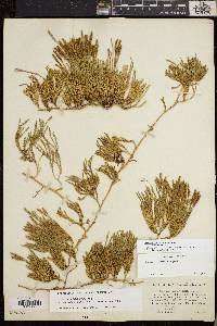 Diphasiastrum sitchense image