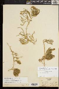 Diphasiastrum sitchense image