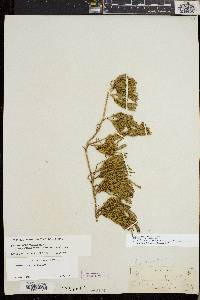 Diphasiastrum sitchense image
