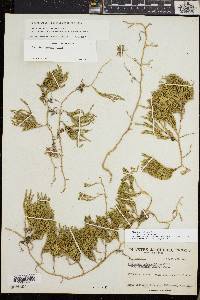 Diphasiastrum sitchense image