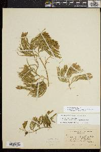 Diphasiastrum sitchense image