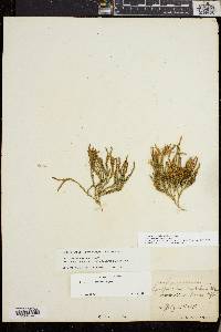 Diphasiastrum sitchense image