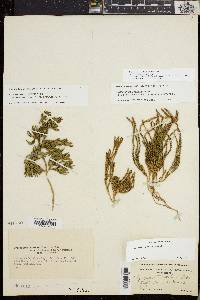 Diphasiastrum sitchense image