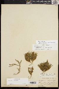 Diphasiastrum sitchense image