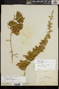 Diphasiastrum sitchense image