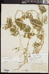 Diphasiastrum sitchense image