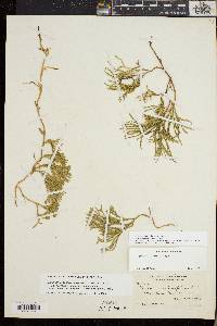 Diphasiastrum sitchense image