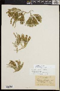 Diphasiastrum sitchense image