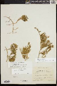 Diphasiastrum sitchense image