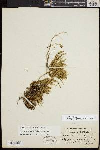 Diphasiastrum sitchense image