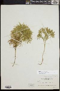 Diphasiastrum tristachyum image