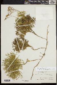 Diphasiastrum tristachyum image