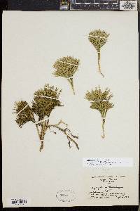 Diphasiastrum tristachyum image