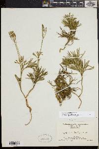 Diphasiastrum tristachyum image