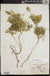 Diphasiastrum tristachyum image