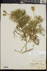 Diphasiastrum tristachyum image