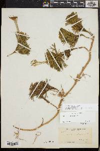 Diphasiastrum tristachyum image