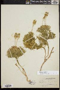 Diphasiastrum tristachyum image
