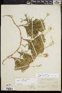 Diphasiastrum tristachyum image