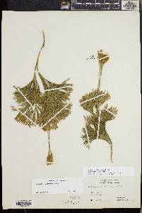 Diphasiastrum tristachyum image