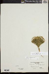 Diphasiastrum tristachyum image